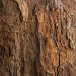 Anketa: Prečo je drevo krásny materiál? Drevo-textura-kora-material-priroda