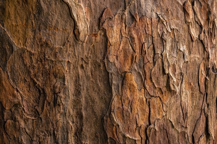 Drevo-textura-kora-material-priroda