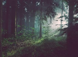Záleží vám na životnom prostredí? Ošetrujte drevo ekologicky les-ekologia-flora-fauna-stromy-cisty-vzduch-oddych-priroda-machy