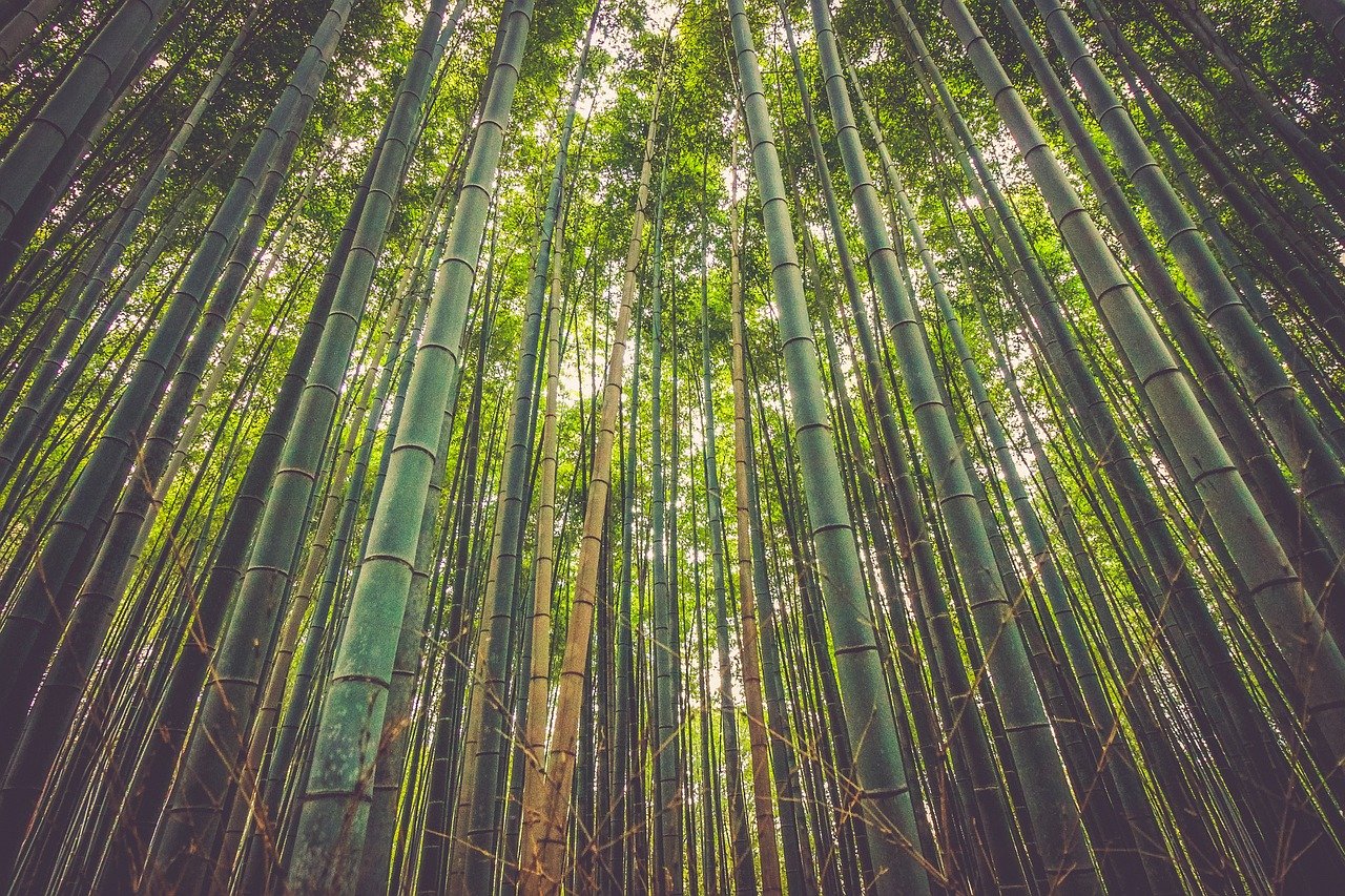 les-priroda-bambus-cisty-vzduch