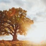 Dubové drevo je veľmi žiadané. Čím sa vyznačuje? dubové drevo