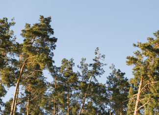 Borovicové drevo je rozšírené, ale rozhodne nie fádne borovica-les-stromy-ihlicie-konare-obloha