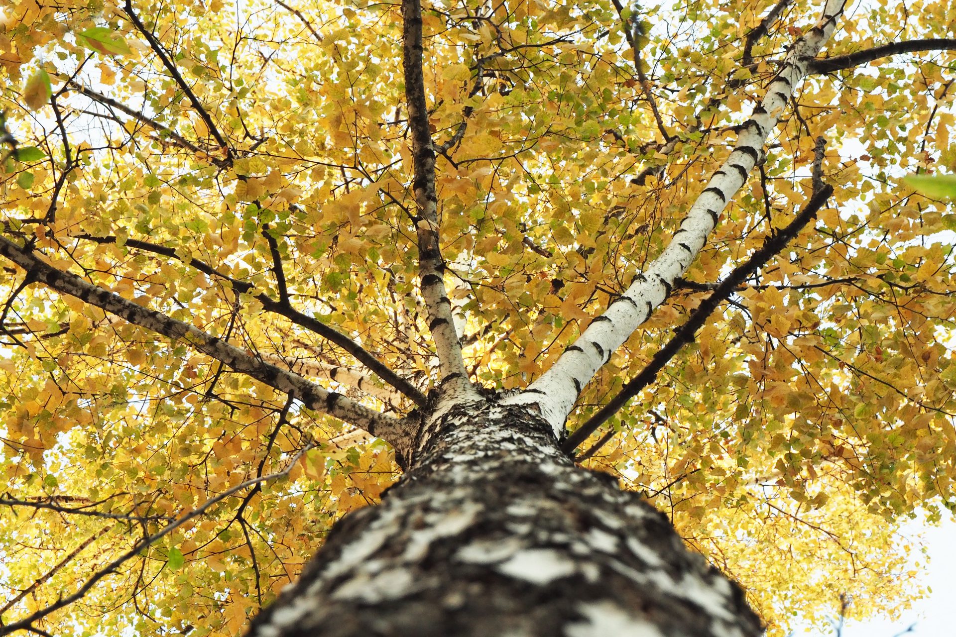 breza-kora-strom-listy-jesen-konare
