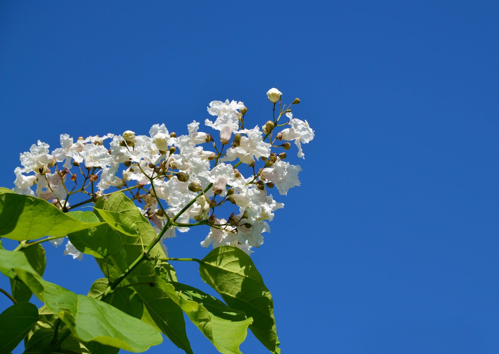 kvety-ovocny-strom-plody-obloha-listy