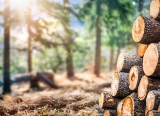 Obľúbené smrekové drevo: čo je preň charakteristické? smrekové drevo, smrek