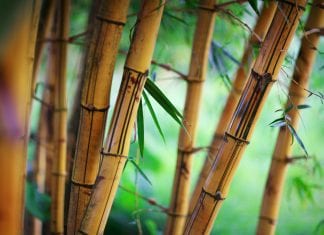 Bambusové drevo je exotická stavebná lahôdka bambus