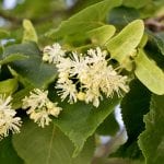 Lipové drevo – najlepšie pre rezbárov lipa, lipové drevo