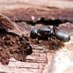 Vedeli ste, že aj mravce môžu poškodiť drevo? mravce v dreve