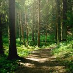 5 mýtov o lese
