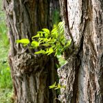 Veľmi tvrdé a odolné agátové drevo