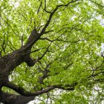 Aké je javorové drevo a čo sa z neho vyrába?