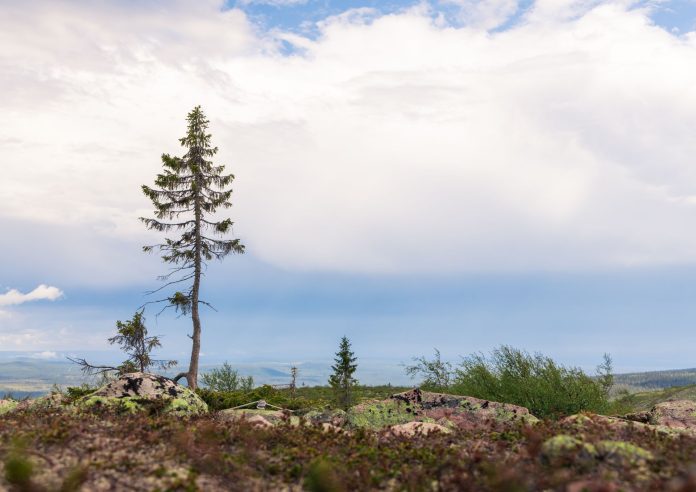 Strom Old Tjikko rastúci v Národnom parku Fulufjället