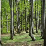 Bukové drevo: ako sa s ním pracuje a na čo ho možno použiť?