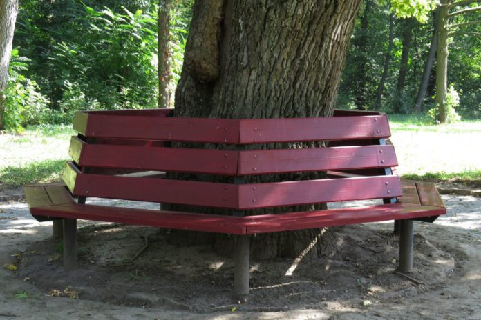 drevená lavička okolo stromu