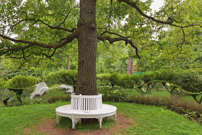 drevená lavička okolo stromu