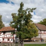 Jarabina oskorušová si vás získa svojím ovocím i drevom