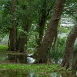 Jelša – kráska z brehov riek