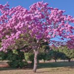 Exotické drevo ipe – v odolnosti je ťažké konkurovať mu