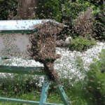 Šikovné ruky: Včelie úle, v ktorých to žije