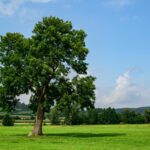 Všestranné a výnimočné jaseňové drevo strom jaseň