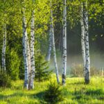 Elegantné s kôrou aj bez nej – také je brezové drevo Brezové drevo