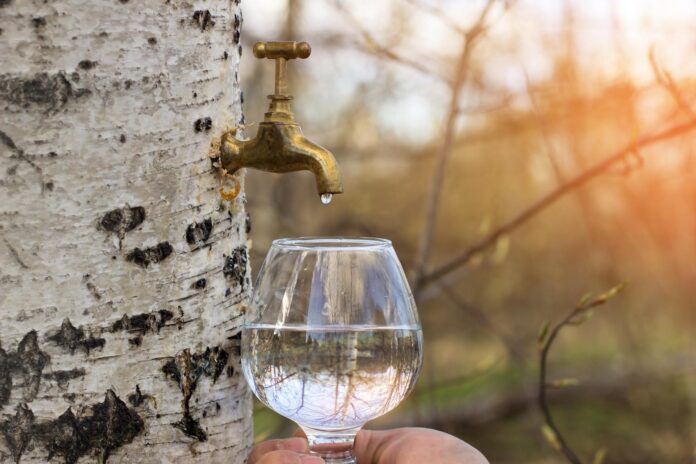 Zber brezovej vody