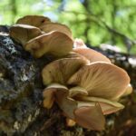 Pestovanie hlivy na dreve: roky sa tešte z vlastnej úrody