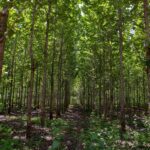 Tíkové drevo: exotika s výnimočnými vlastnosťami Tíkové drevo - tíkový les